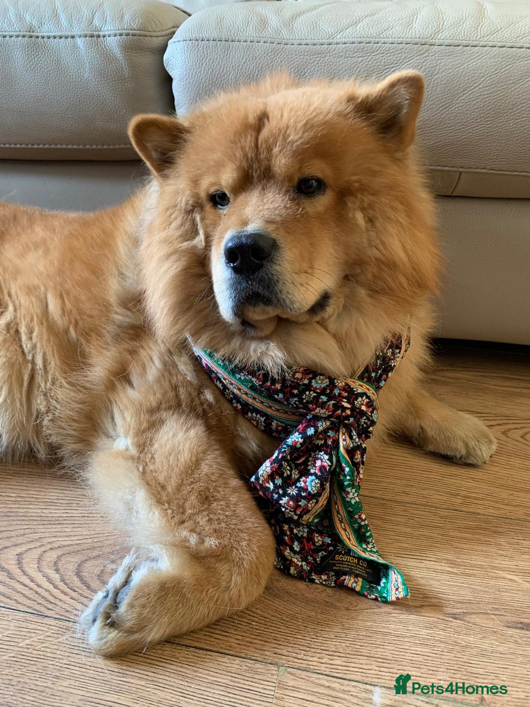 Chow Chow dogs for stud: Chow Chow Studs (Ragsbagsandbear Mating Services) - Advert 1