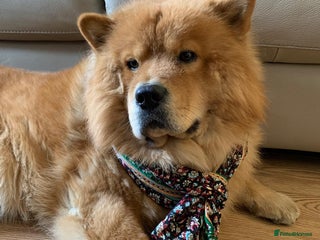 Chow Chow dogs Chow Chow Studs (Ragsbagsandbear Mating Services) - Advert 3