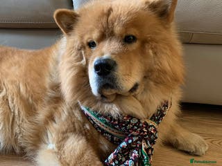 Chow Chow dogs Chow Chow Studs (Ragsbagsandbear Mating Services) - Advert 7