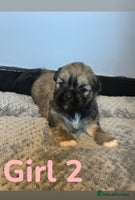 Lhasa Apso dogs - Advert 1