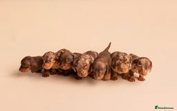 Miniature Dachshund dogs for sale: 🏆Champion KC Mini Dachshunds 0.4% COI 👌🏻 - Image 26