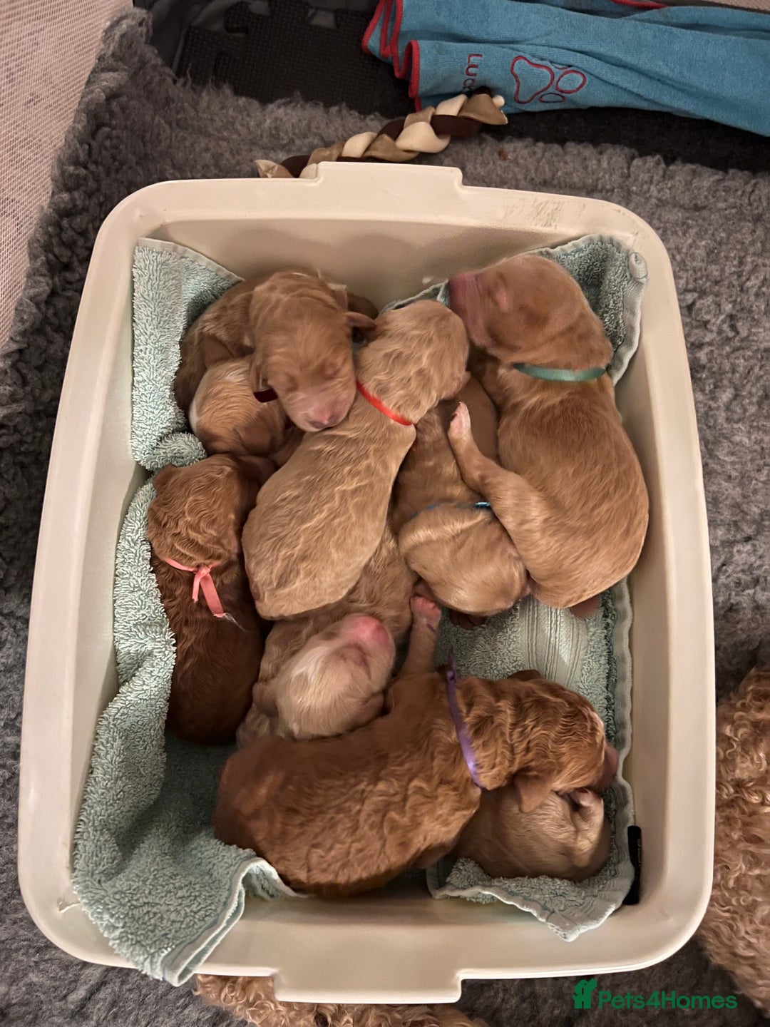 Cockapoo dogs for sale: Apricot F1B Cockapoo puppies - Advert 8