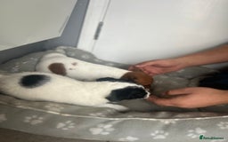 Jack Russell dogs for sale: 2 beautiful pups for sale  - Image 11