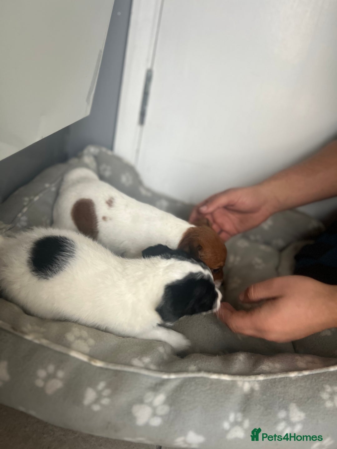 Jack Russell dogs for sale: 2 beautiful pups for sale  - Image 11