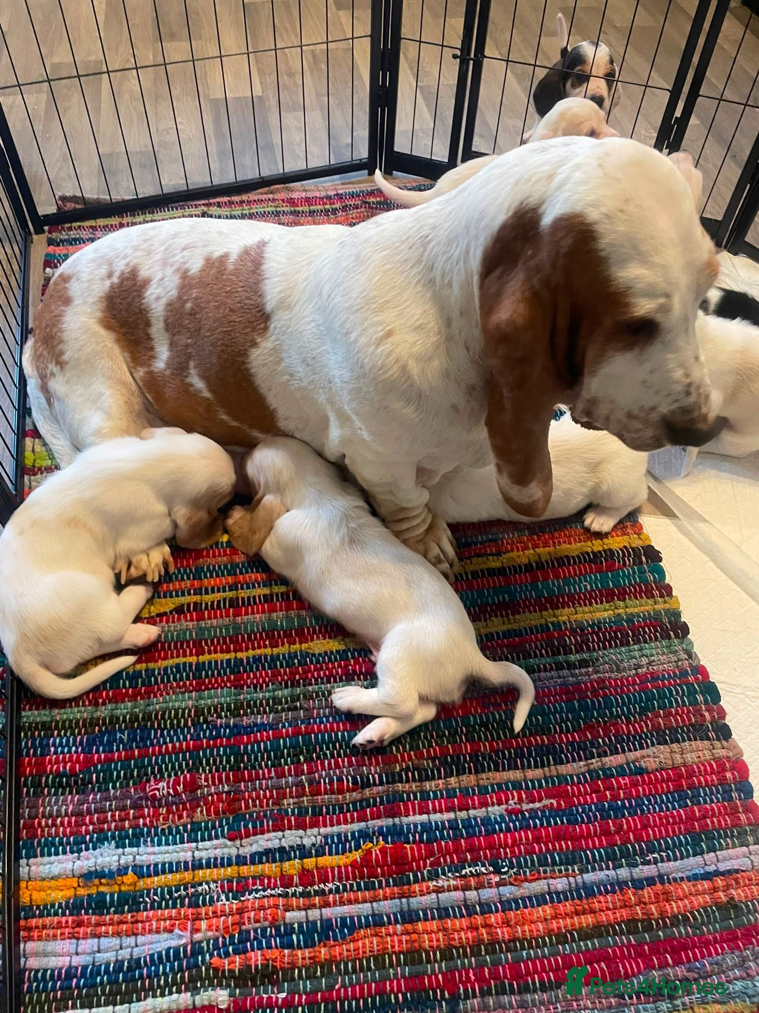 Basset Hound dogs Peggy - Advert 1