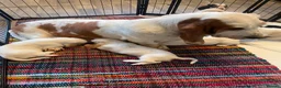 Basset Hound dogs for sale: Peggy in Northampton - Advert 1