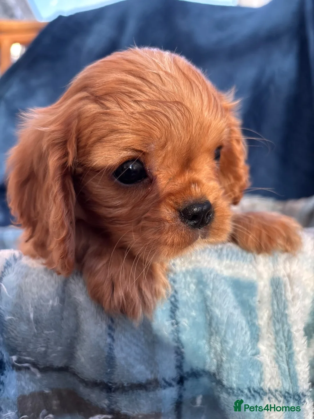 Cavalier King Charles Spaniel dogs for sale: KC registered Cavalier King Charles Spaniels  - Advert 2