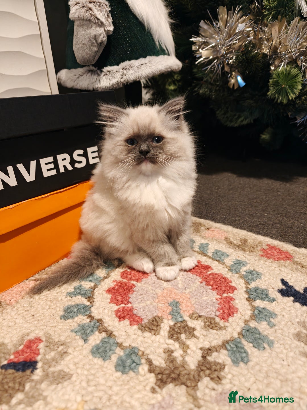 Ragdoll cats for sale: Ragdoll kitten  - Advert 3