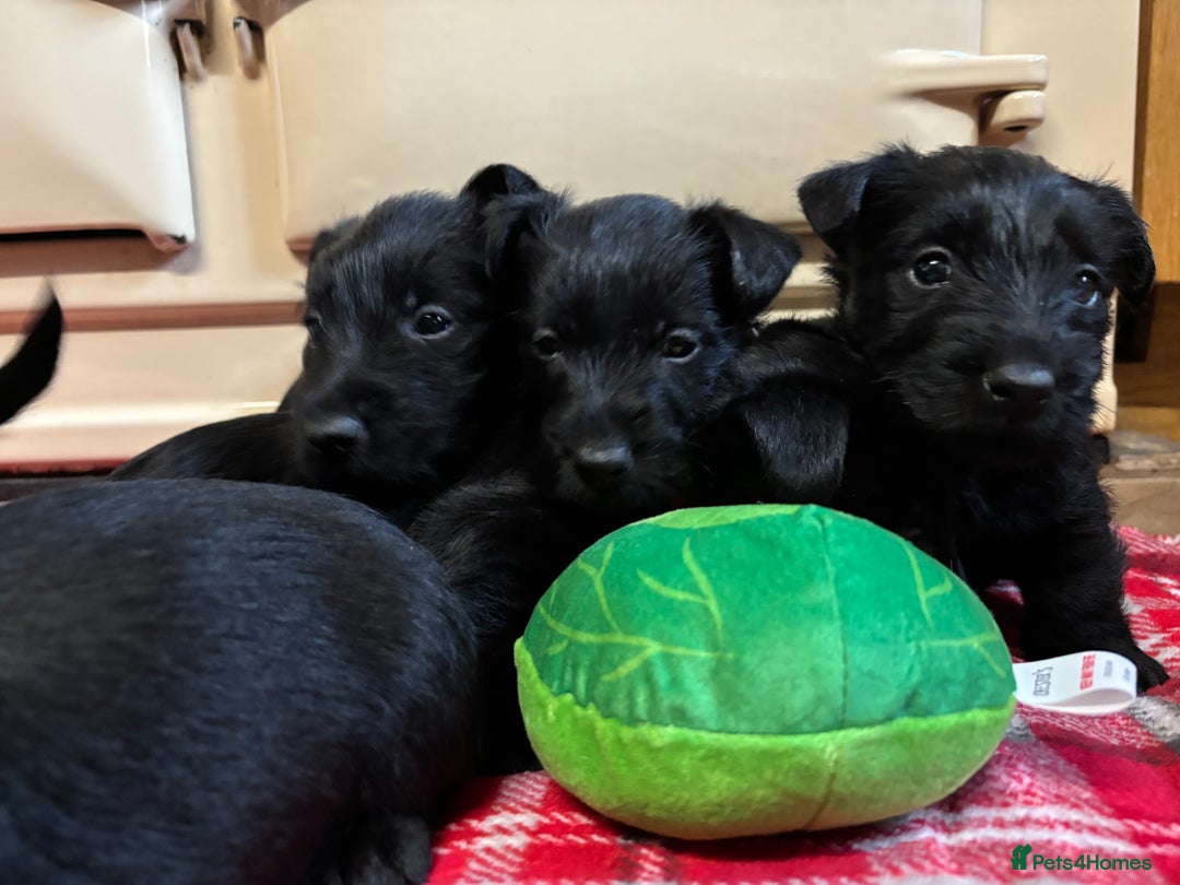 Scottish Terrier dogs for sale: KC Registered Black Scottish terrier  - Advert 7