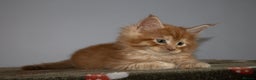 Maine Coon cats for sale: Gorgeous TICA-Registered Maine Coon Kittens! - Advert 13