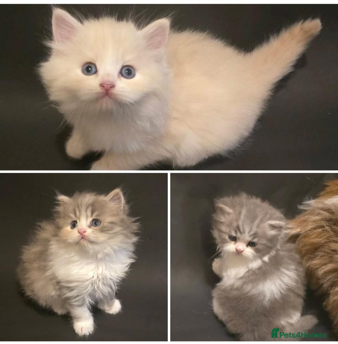 Scottish Fold cats for sale: 3x Scottish ×Siberian kittens  - Advert 1