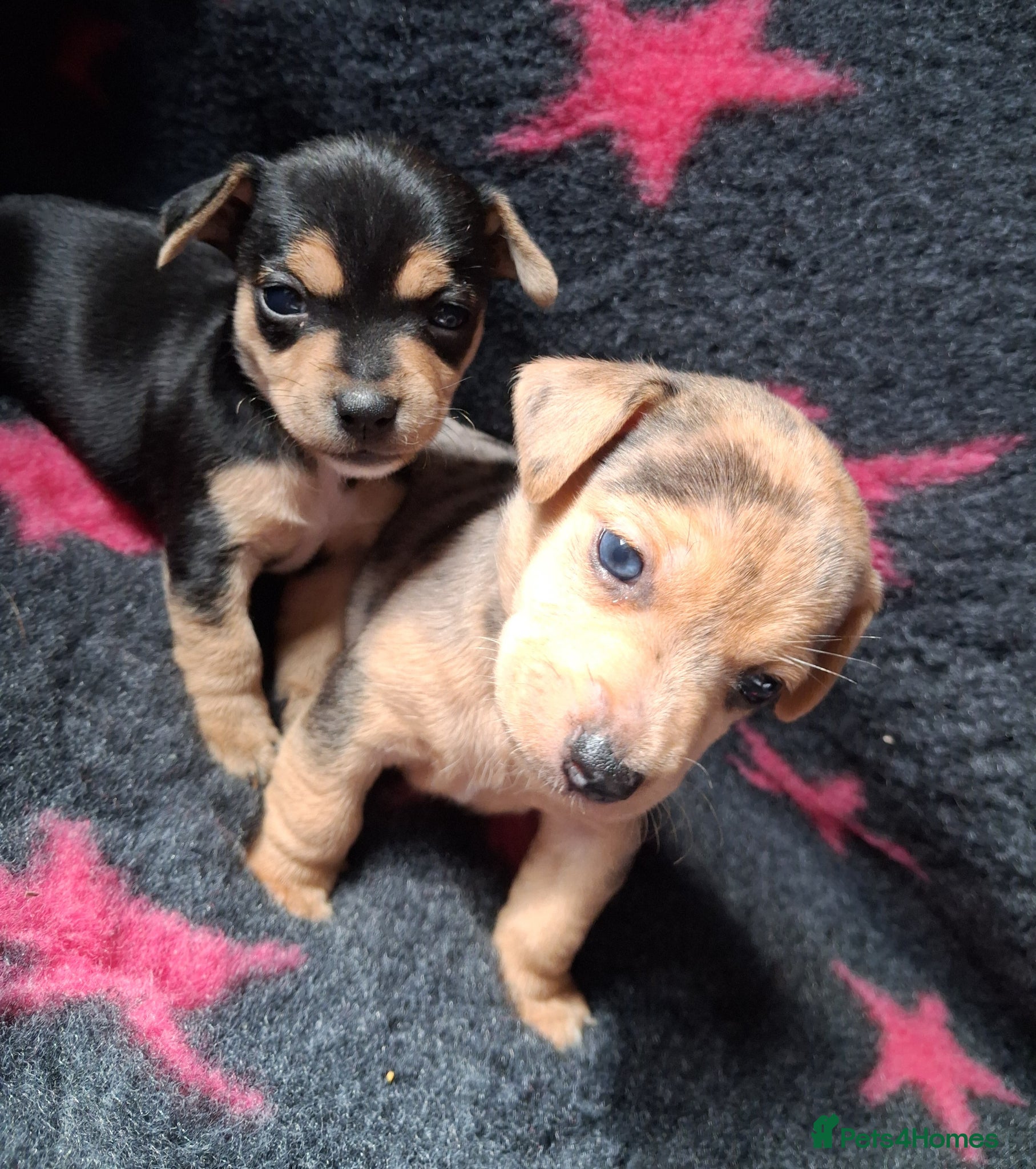 Jack Russell dogs Striking Jack Russell pups - Advert 14