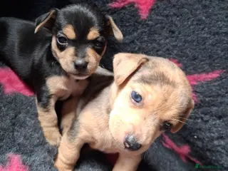 Jack Russell dogs Striking Jack Russell pups - Advert 14