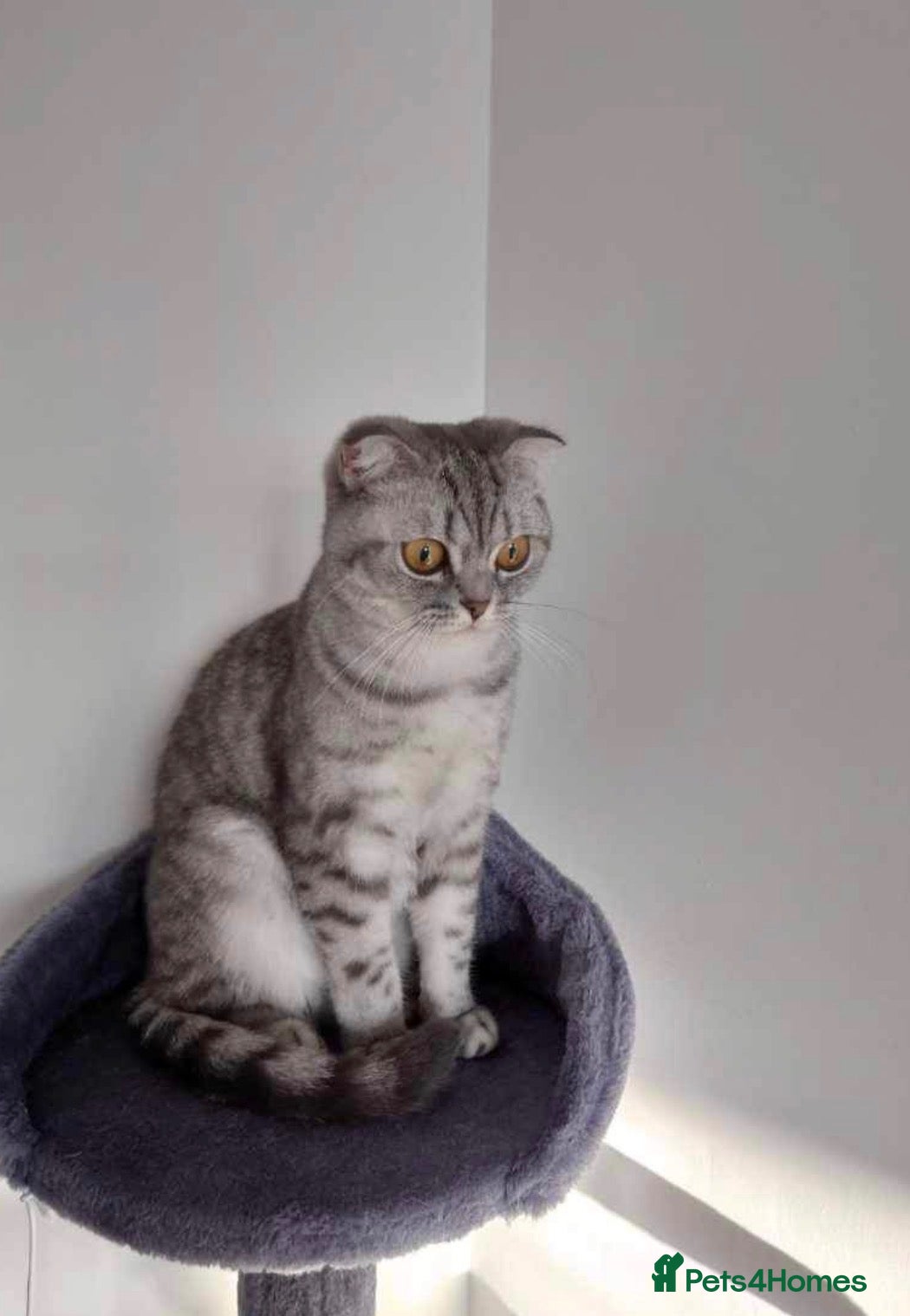 British Shorthair cats Two Scottish Fold and Two British Shorthair  - Advert 2