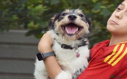 Fox Terrier dogs for adoption: Rex - fox terrier mix - Image 1