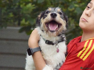 Fox Terrier dogs Rex - fox terrier mix - Advert 10