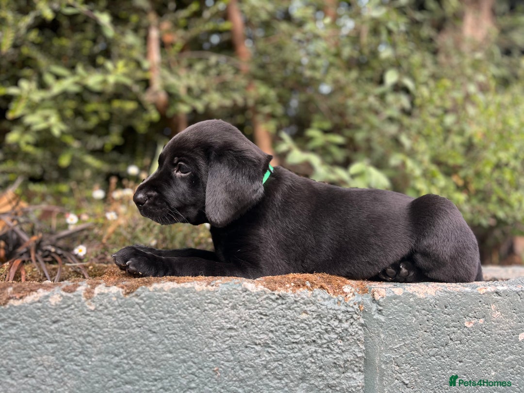 Labrador Retriever dogs for sale: QUALITY HEALTH TESTED KC LABRADOR PUPPIES  - Image 9
