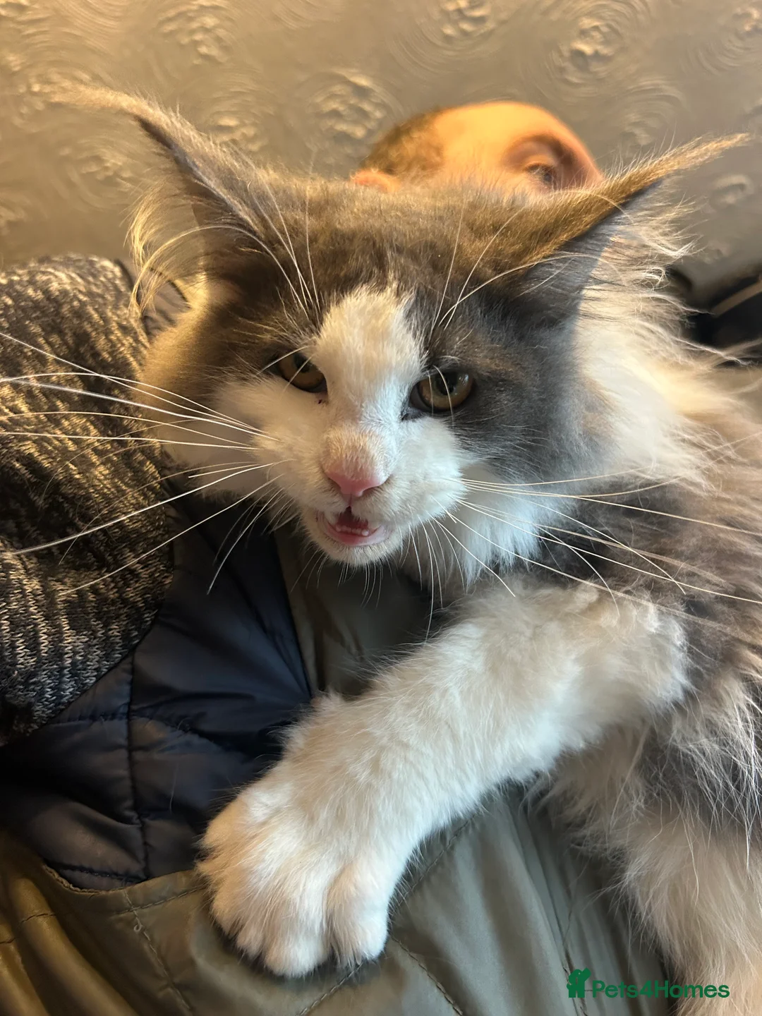 Maine Coon cats for sale: TICA Registered Maine Coon Kittens.  READY NOW  - Advert 6