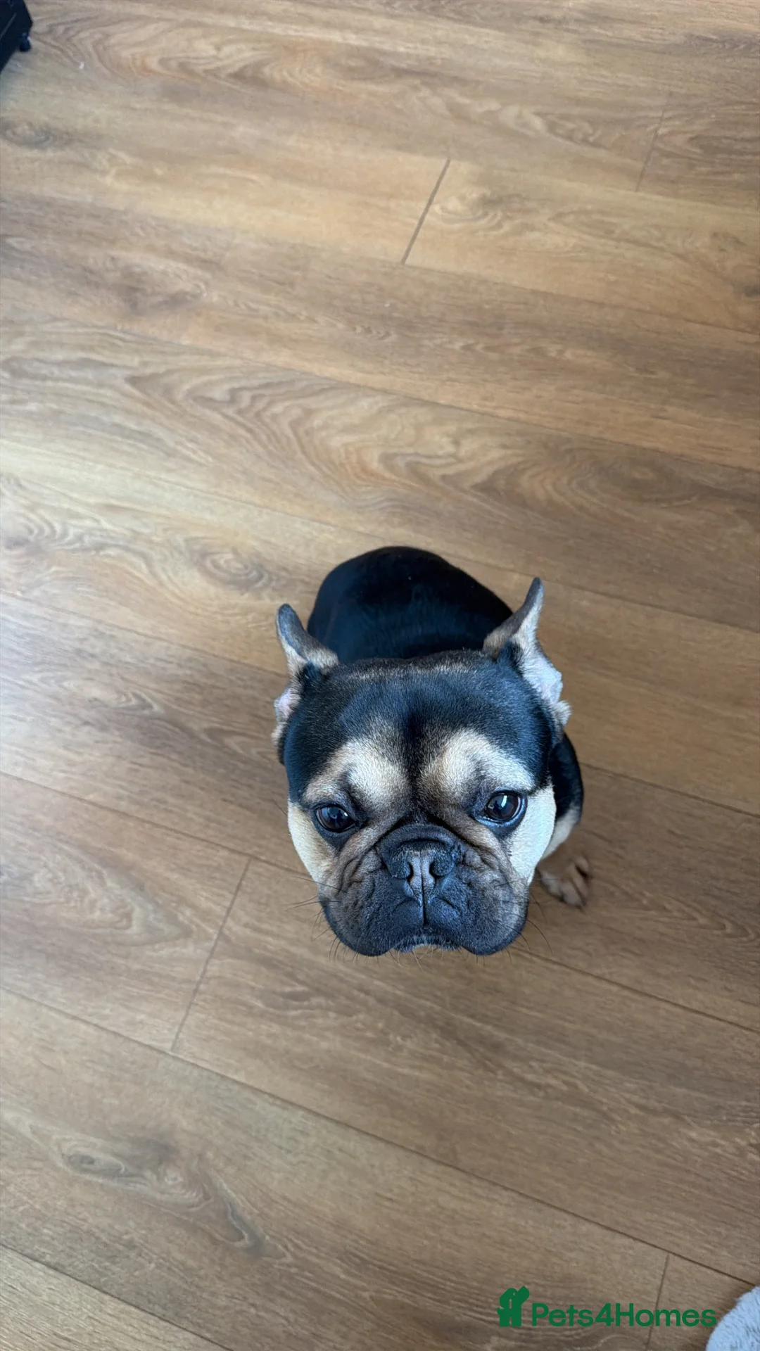 French Bulldog dogs for sale: 3 year old male French bulldog - Advert 2