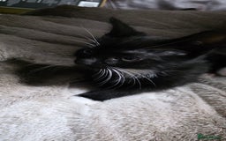 Mixed Breed cats for sale: Friendly playful kittens ready to find thier new  - Image 8