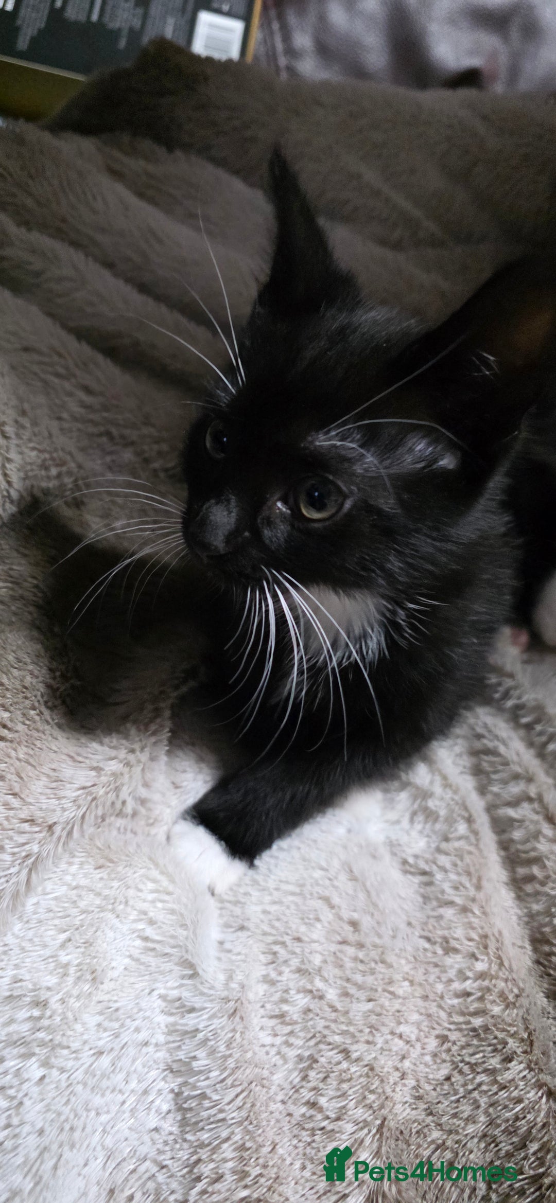 Mixed Breed cats for sale: Friendly playful kittens ready to find thier new  - Image 8