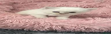 Ragdoll Kitten 2