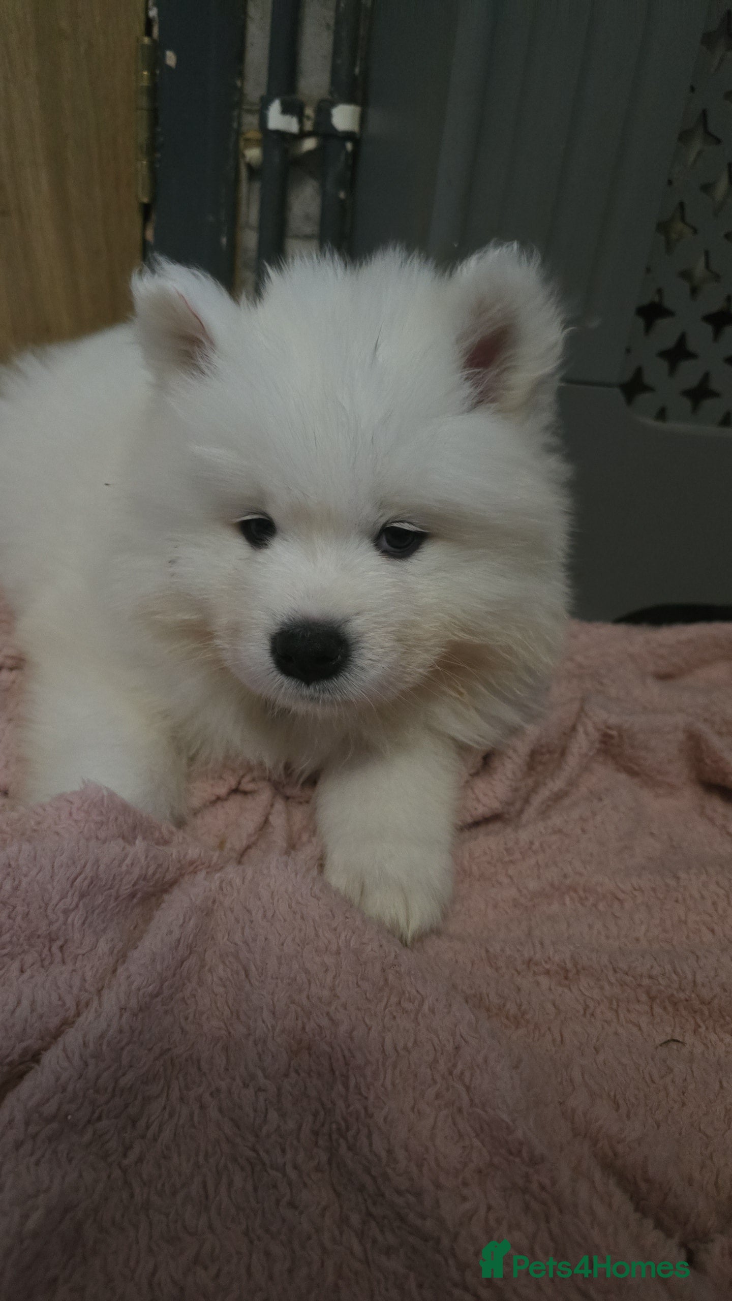 Samoyed dogs Registered samoyed puppies  - Advert 6