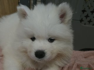 Samoyed dogs Registered samoyed puppies - Advert 1