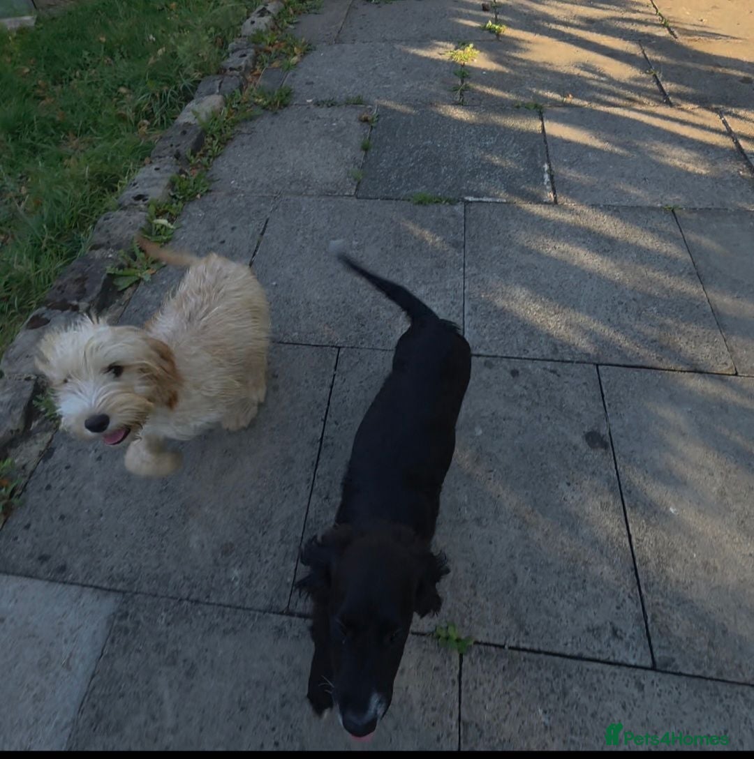 Mixed Breed dogs For sale cockapoo and springer spaniel - Advert 2