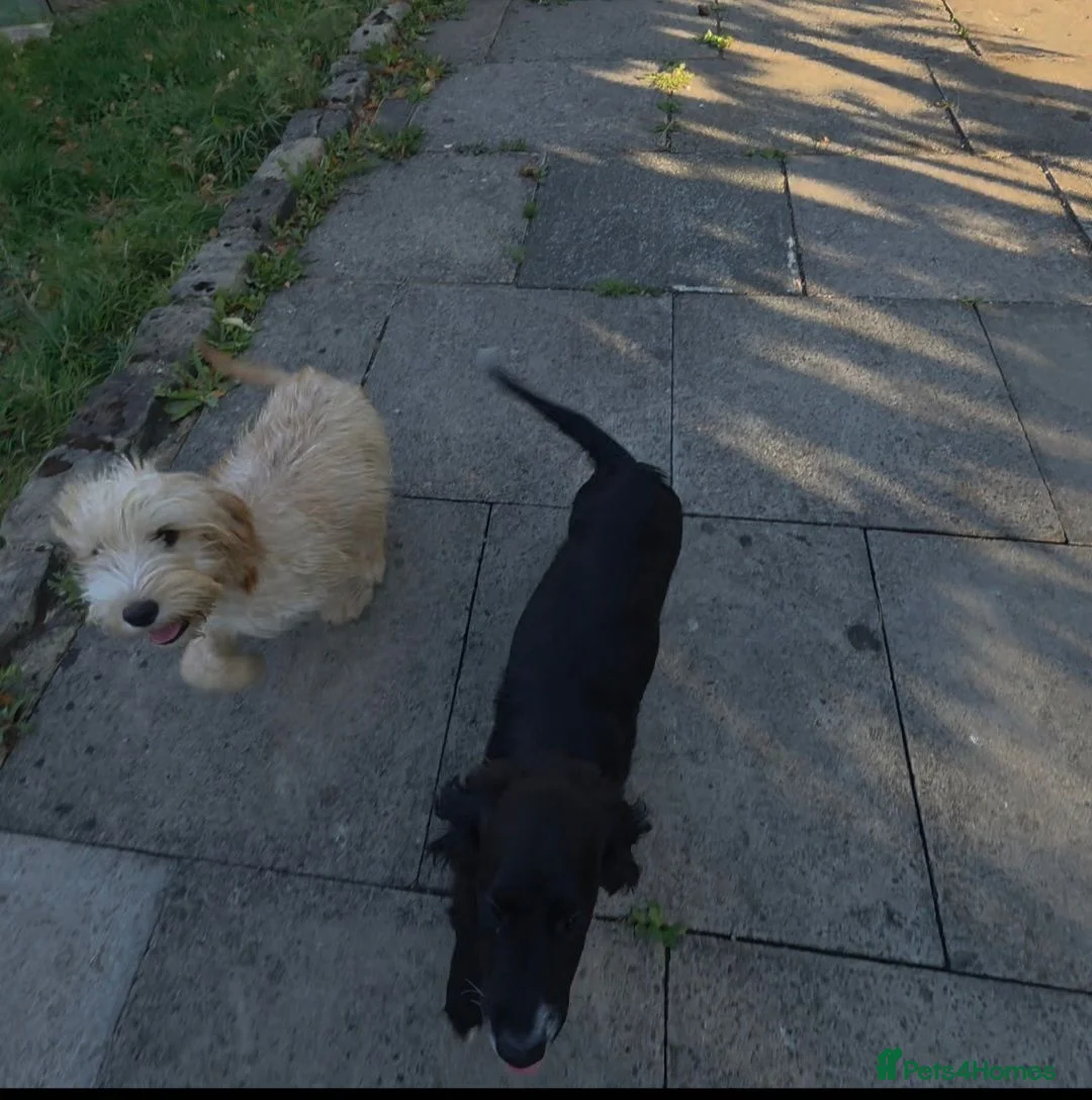 Mixed Breed dogs for sale: For sale cockapoo and springer spaniel - Advert 2