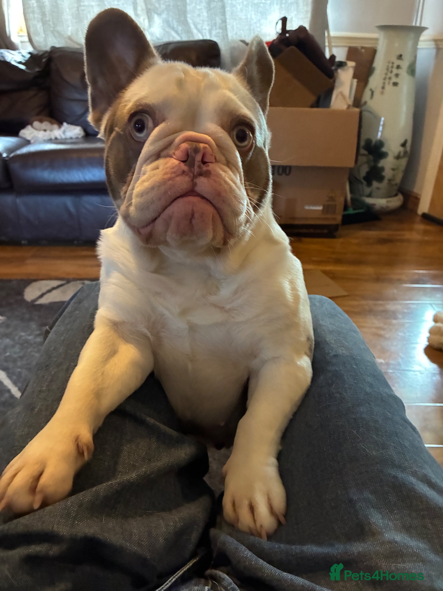 French Bulldog dogs for sale: Beautiful French bulldog  in Reading - Advert 3