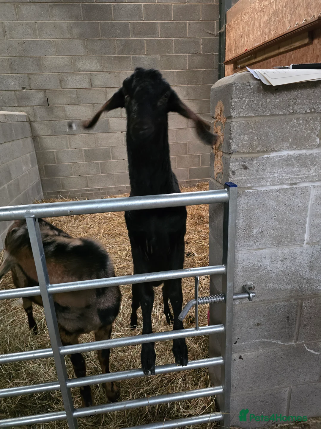 Goats livestock for sale: 2 anlgo nubian billies - Advert 2