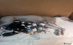 Whippet dogs for sale: Rare colours full pedigree KC Reg whippet pups  - Image 2