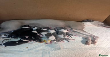 Whippet dogs - Advert 16