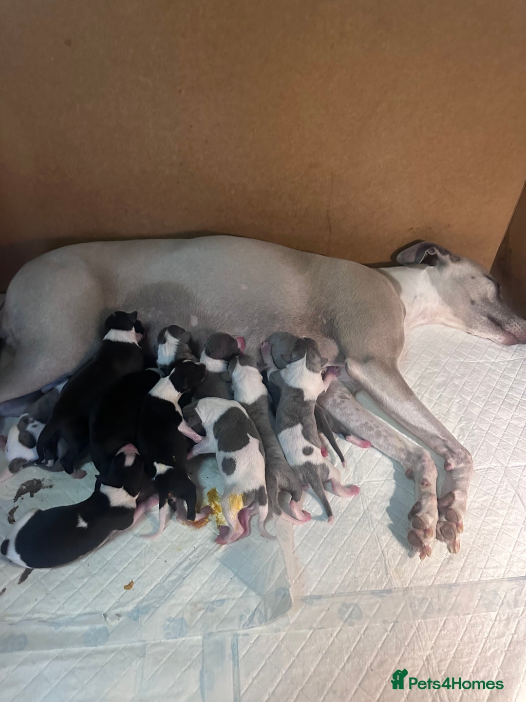 Whippet dogs for sale: Rare colours full pedigree KC Reg whippet pups  - Image 2