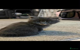 Maine Coon cats for sale: Blue And Blue And White Tabby’s - Image 4
