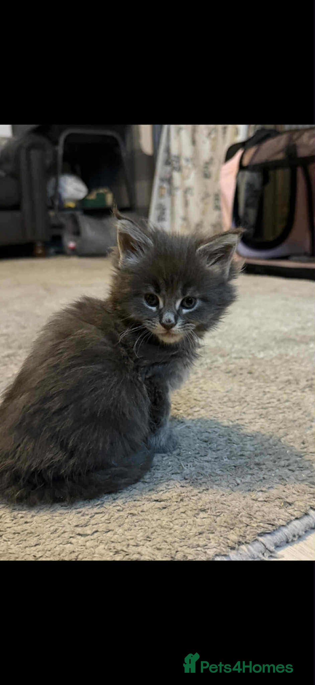 Maine Coon cats for sale: Blue And Blue And White Tabby’s - Image 4