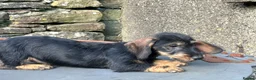 Dachshund dogs for sale: Wirehaired Dachshund Teckel KC registered puppies  - Advert 7