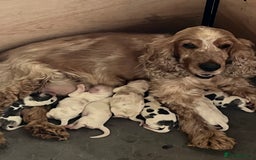 Cocker Spaniel dogs for sale: Well bred KC registered Show Cocker Spaniels - Image 10