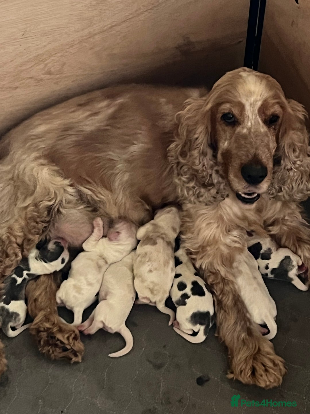Cocker Spaniel dogs for sale: Well bred KC registered Show Cocker Spaniels - Image 10