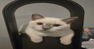 British Shorthair cats - Advert 2