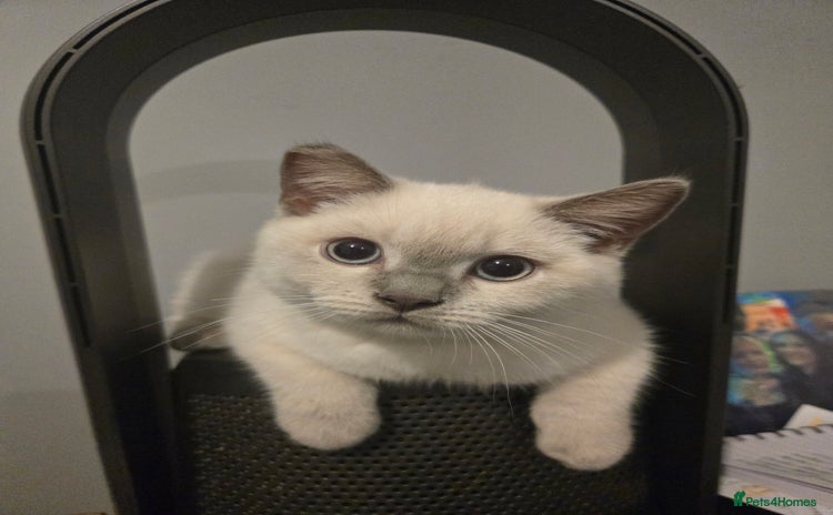 British Shorthair cats - Advert 1