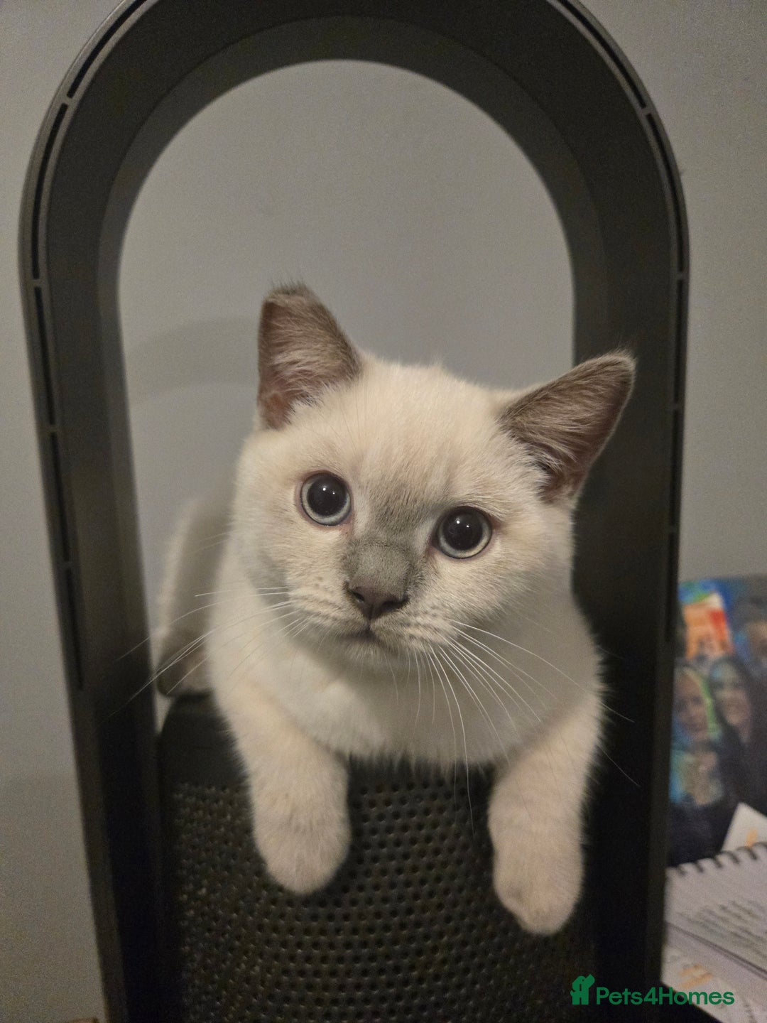 British Shorthair cats for sale: 1 FEMALE LEFT BRITISH SHORTHAIR KITTENS  - Image 5
