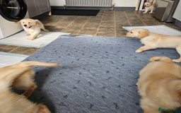 Golden Retriever dogs for sale: Ready to leave KC registered golden retriever - Image 11