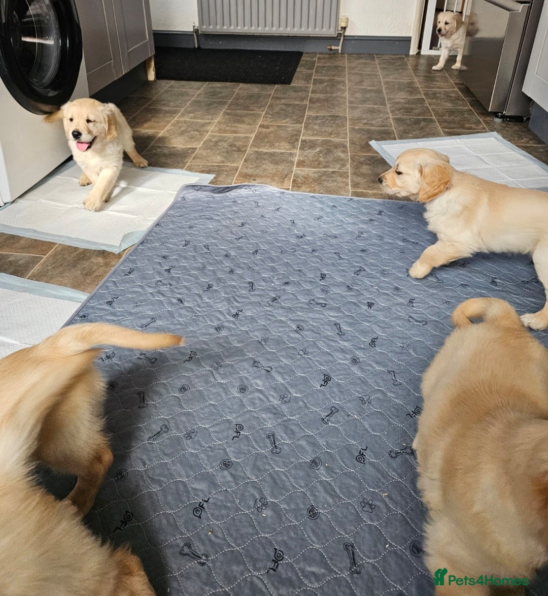 Golden Retriever dogs for sale: Ready to leave KC registered golden retriever - Image 11