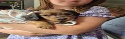 Miniature Dachshund dogs for sale: 4 beautiful long haired miniature dachshund pups in Salisbury - Advert 10