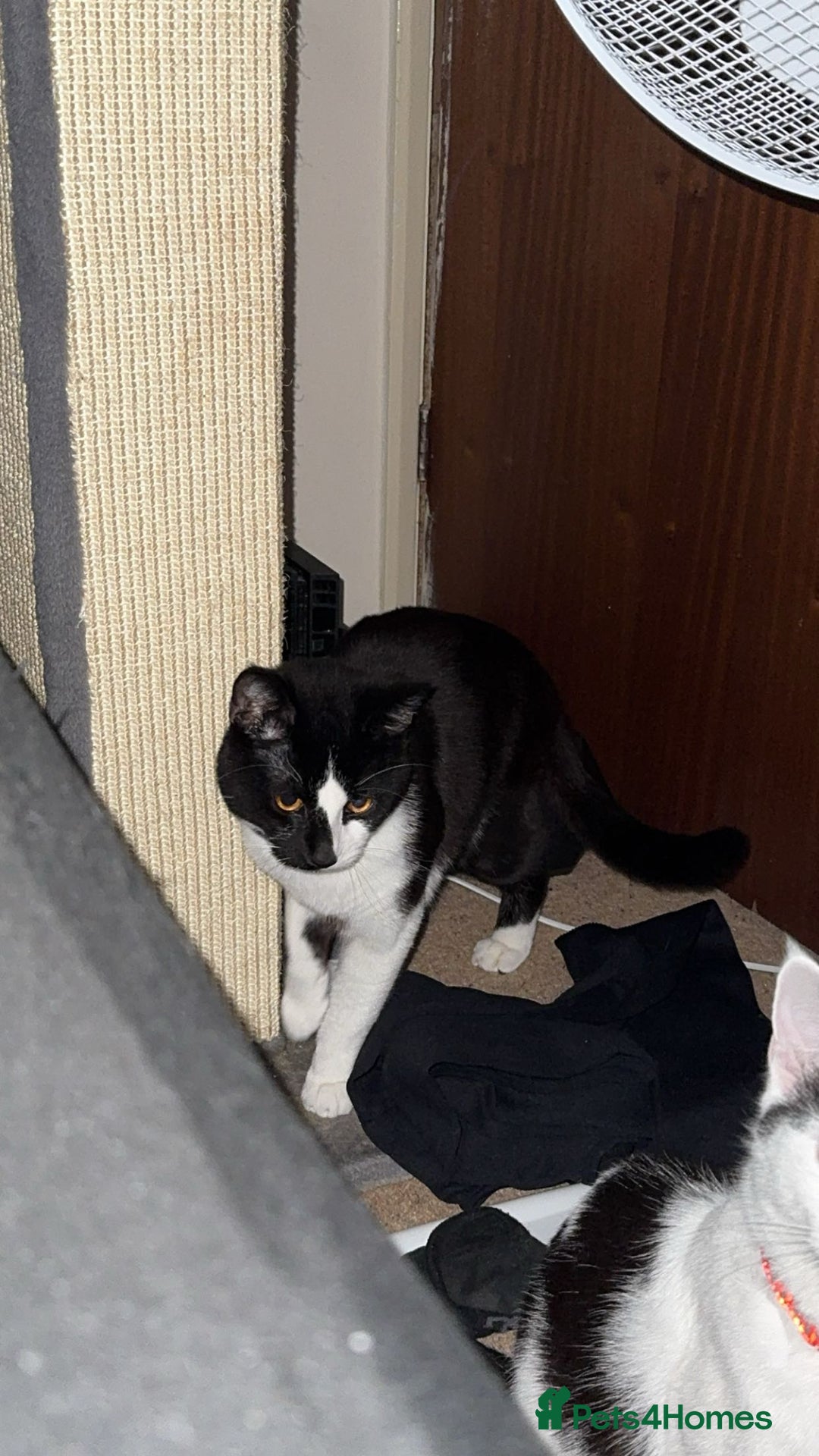 British Shorthair cats for sale: Black and White Male Cat ‼️URGENT‼️ - Image 1