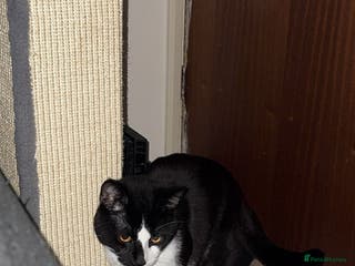 British Shorthair cats Black and White Male Cat ‼️URGENT‼️ - Advert 14