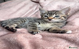 British Shorthair cats for sale: 2 Adorable Kittens  - Image 1