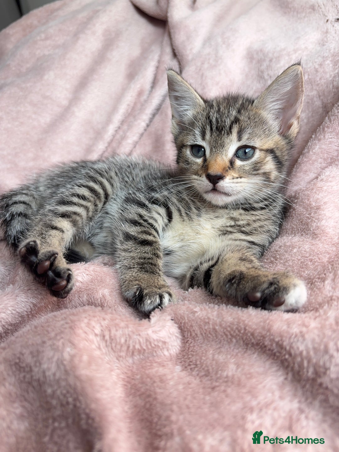 British Shorthair cats for sale: 2 Adorable Kittens  - Image 1